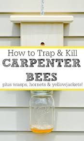 To get rid of hornets use wasp killer spray that can kill them on contact. How To Trap And Kill Carpenter Bees And Wasps Too Mom 4 Real