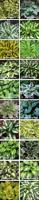 53 low maintenance perennials perfect for landscaping your flower garden. Types Of Hostas Plants Shade Plants Shade Garden