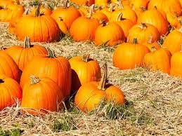 evanston area halloween 2020 pumpkin