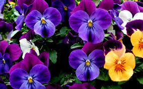 Purple Blue Yellow Pansy Flowers ...