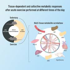 atlas of exercise metabolism reveals