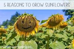 Why is the sunflower important?