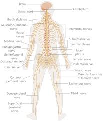 Human Body Meridian Chart The Nervous System Yoziki