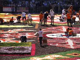 brussels flower carpet blooms despite