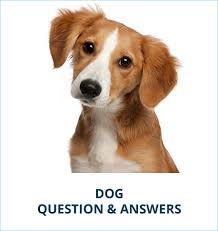 Questions Answers Soft Paws For Dogs