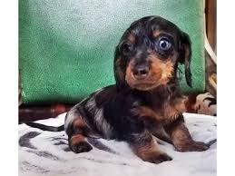 Louie's dachshund puppies for sale in nc: 8 Weeks Old Dapple Dachshund Miniature Puppy In Lake Jackson Texas Puppies For Sale Near Me