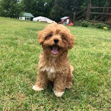 The miniature goldendoodle is the result of a miniature poodle and golden retriever or goldendoodle first generation. 8 Things To Know About The Miniature Goldendoodle Mini Goldendoodle Animalso