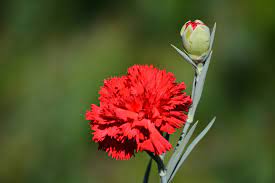 national flower the carnation