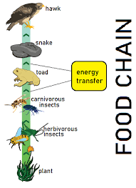 Cellular Respiration