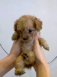 ãtoy poodle puppyãã®ç»åæ¤ç´¢çµæ