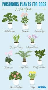 Plants Poisonous Plants Plants