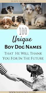 100 unique boy dog names meanings