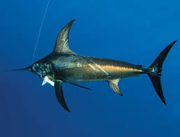 Swordfish Fishing Fishing Charter Jupiter Palm Beach