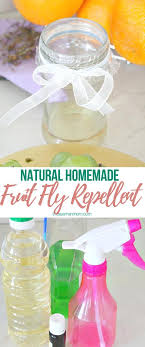 fruit fly repellent ideas that are