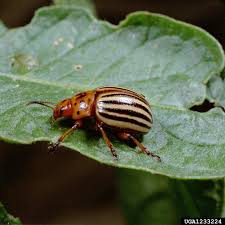 colorado potato beetle got pests