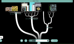 Inquisitive Lab Value Chart Tree Fishbone Medical Chart