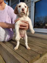 Dog breeders and puppies for sale in iowa. English Setter Puppies Indianola For Sale Des Moines Pets Dogs