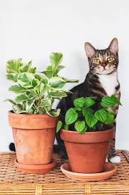 The Best Pet Friendly Houseplants