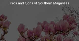 pros and cons of southern magnolias