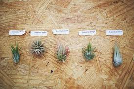 Air plants are hard to identify because of the multitude of types and because two plants of the same species can look completely different depending on climate. How To Care For Air Plants A Beautiful Mess