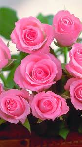 beautiful flowers roses beautiful