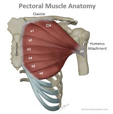 torn pect muscle treatment