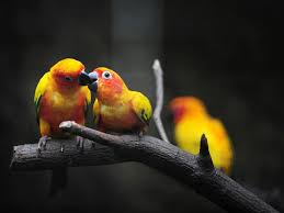 cute love birds kissing photo hd