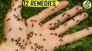 We did not find results for: Natural Ant Remedies How To Get Rid Of Ants At Home And Garden Top 12 Ant Killer Ways Youtube