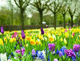 チューリップのほかにも色々！花咲く、春のオランダへ。 |OnTrip JAL