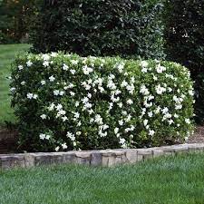 Plant And Care For A Gardenia Bush