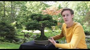 Cómo comenzar con un bonsai. Comprando Un Bonsai En Un Vivero O Tienda Online Bonsai Empire