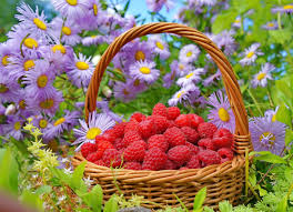 Яркие и сочные картинки о лете. Create Meme Raspberry In A Basket Photo Pictures For Desktop Summer Nature Flowers Raspberries In A Basket Pictures Meme Arsenal Com
