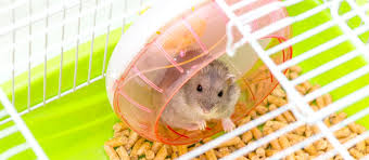 the best hamster bedding in 2022 my