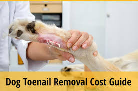 dog toenail removal cost guide zooawesome