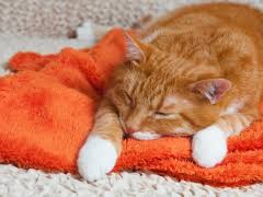 carbon monoxide poisoning in cats