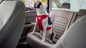 Best Dog Seat Belts Tested 2023 Guide