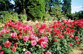 Image result for rose garden