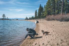 dog friendly lake tahoe guide