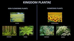 Kingdom Plantae Examples Classification And