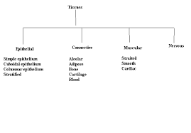 Flowchart About Diffrent Types Of Tissues Science Tissues