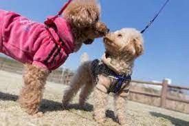 poodle life expectancy leading causes