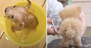 tiny toy poodle melts hearts with