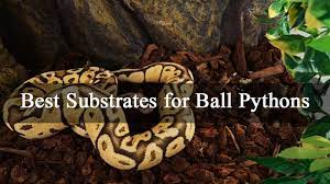 6 best substrates for ball pythons and
