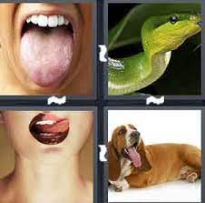4 pics 1 word all levels with snake image
