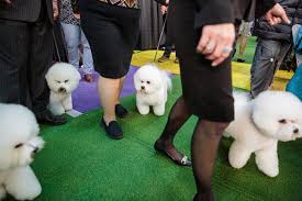 I do not have sling or fubo. Westminster Dog Show Moving To Lyndhurst In June The New York Times