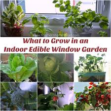 what to grow in an indoor edible garden