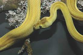zebra carpets aussie pythons snakes