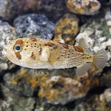Saltwater Aquarium Fish For Marine Aquariums Porcupine Puffer