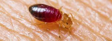 the complete guide to bed bugs