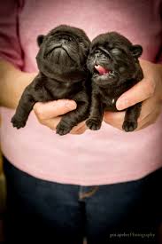 The breed has a fine, glossy coat that comes in a variety of colours, most often light brown. I Present You 1 Week Old Pugs Baby Pugs Cute Pugs Baby Animals